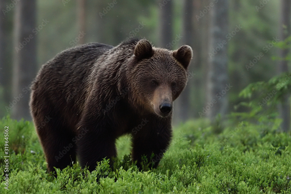 brown bear approaching in forest