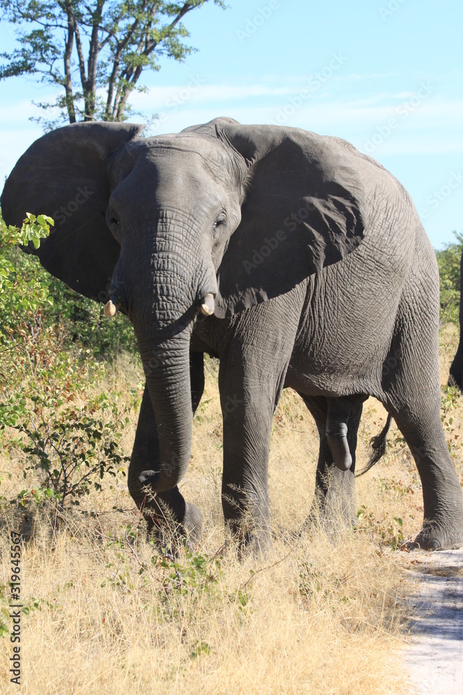 Huge lonely elephant in a tiny village