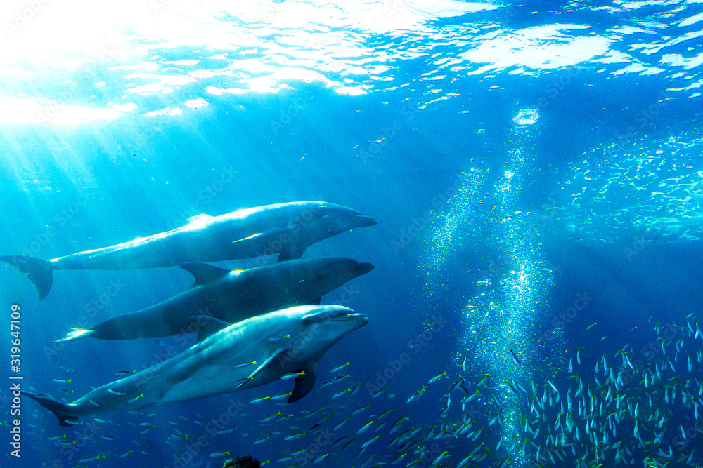 Obraz premium Dolphin