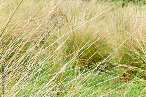 Close-up of long bright yellow colored uncultivated grass, with blurred grass as background, located near the Chilco River in British Columbia, Canada © Michael