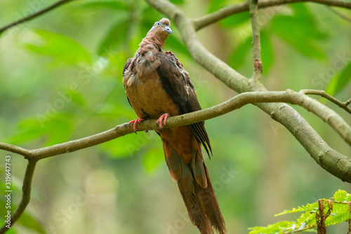 Brown cuckoo-dove also known as Macropygia phasianella photo
