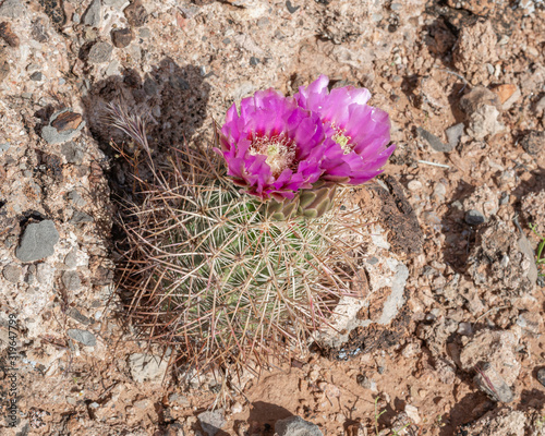 USA, Nevada, Clark County, Gold Butte National Monument, Little Finland. A Johnson's pineapple cactus (Echinomastus johnsonii). Also called beehive or fishhook cacti. photo