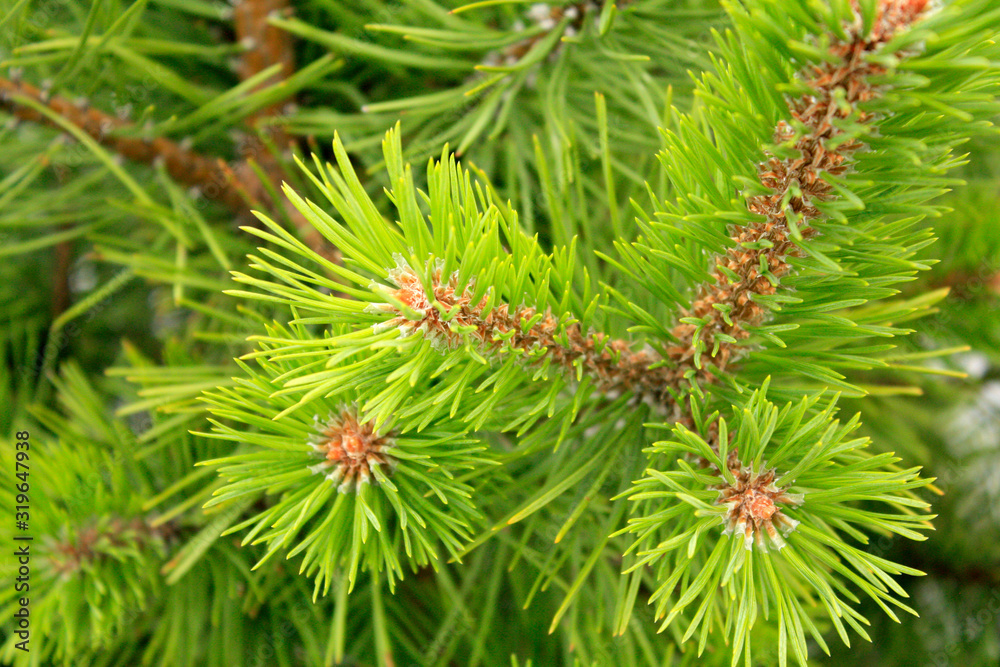 Young fresh Pine branch macro in the forest.