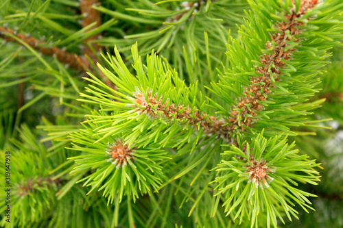 Obraz na płótnie Young fresh Pine branch macro in the forest. w salonie