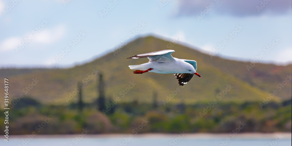Fototapeta premium mouette