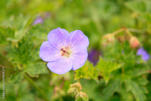 Obraz na płótnie Small violet flowers in the garden on the green background. w salonie