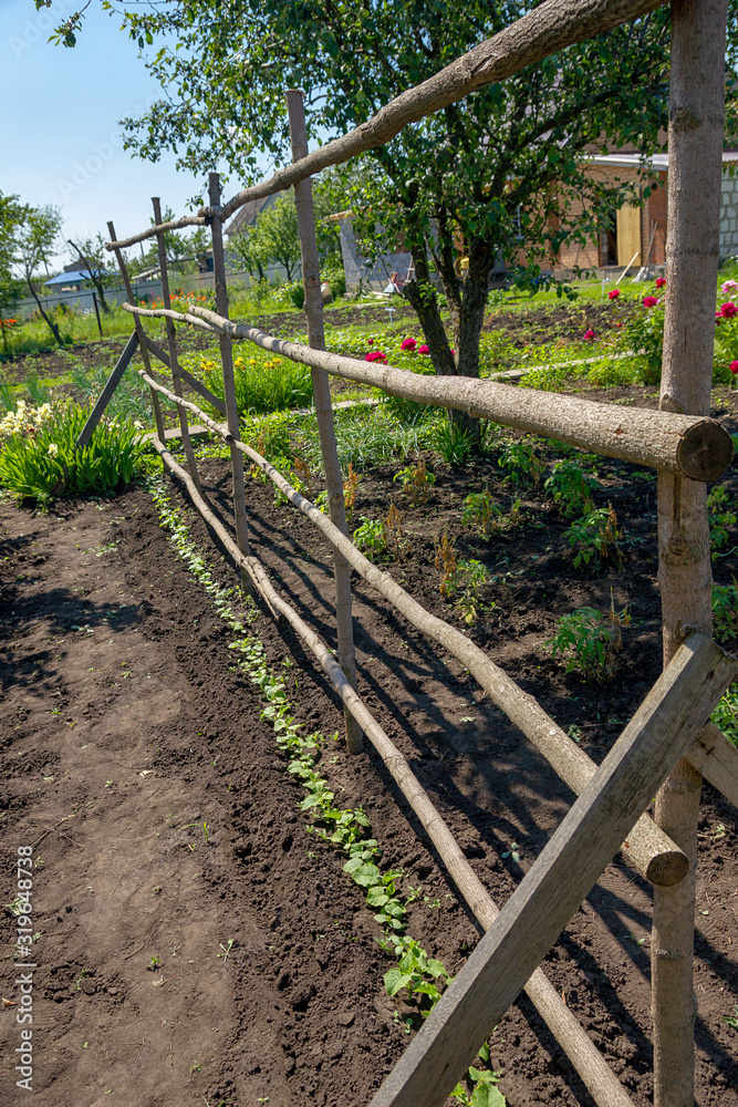 Open vegetable-bed for the cultivation of cucumbers. Wooden handmade structure for growing cucumbers in the garden of summer house. Cultivation of vegetables. Gardening. Growing dietary eco products.