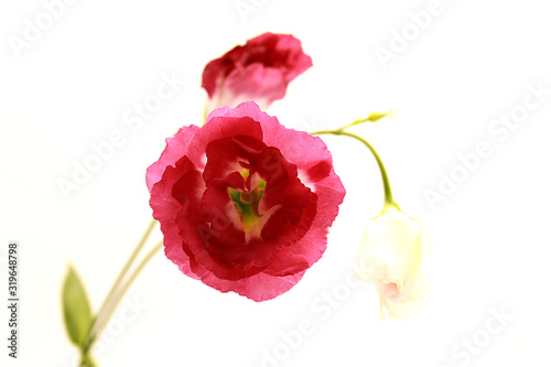 Japanese rose isolated on white background