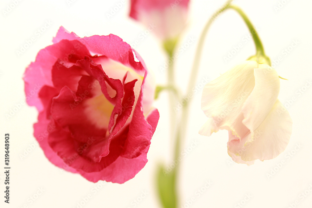 Japanese rose isolated on white background.