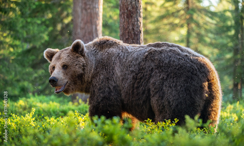 Big Adult Brown bear in the summer forest. Scientific name: Ursus arctos. Natural habitat.