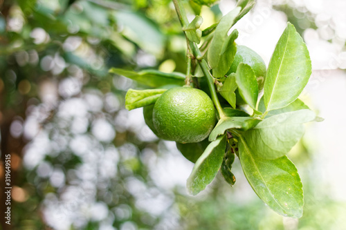 The kaffir lime tree is dense. Fresh bergamot fruits on bergamot tree. The result is a sphere.
