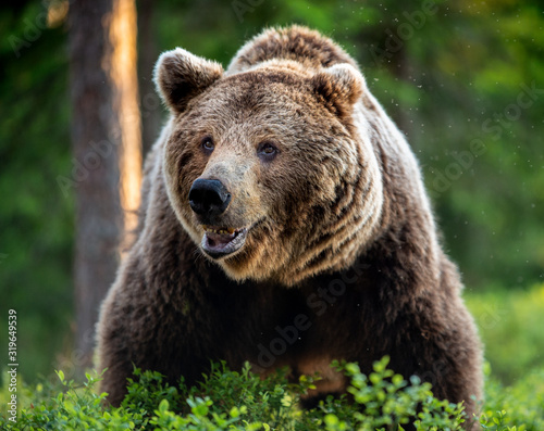 Wild Adult Male of Brown bear in the pine forest. Front view. Scientific name: Ursus arctos. Summer season. Natural habitat.