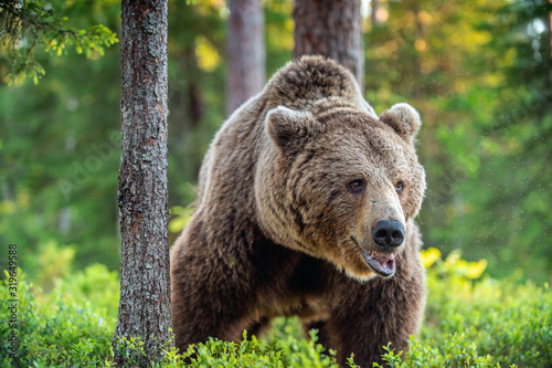 Wild Adult Male of Brown bear in the pine forest. Front view. Scientific name: Ursus arctos. Summer season. Natural habitat.