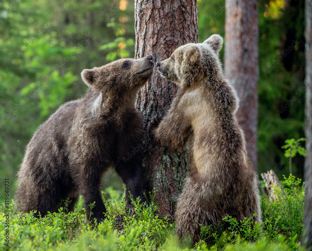 Brown Bear Cubs playfully fighting in summer forest. Scientific name: Ursus Arctos Arctos. Natural habitat. Brown Bear Cubs playfully fighting in summer forest. Scientific name: Ursus Arctos Arctos. Natural habitat.