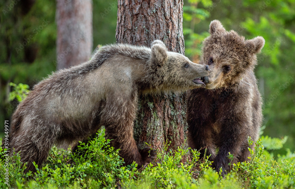 Fototapeta premium Brown Bear Cubs playfully fighting in summer forest. Scientific name: Ursus Arctos Arctos. Natural habitat.