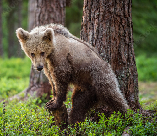 Cub of Brown Bear in the summer forest. Natural habitat. Scientific name: Ursus arctos.