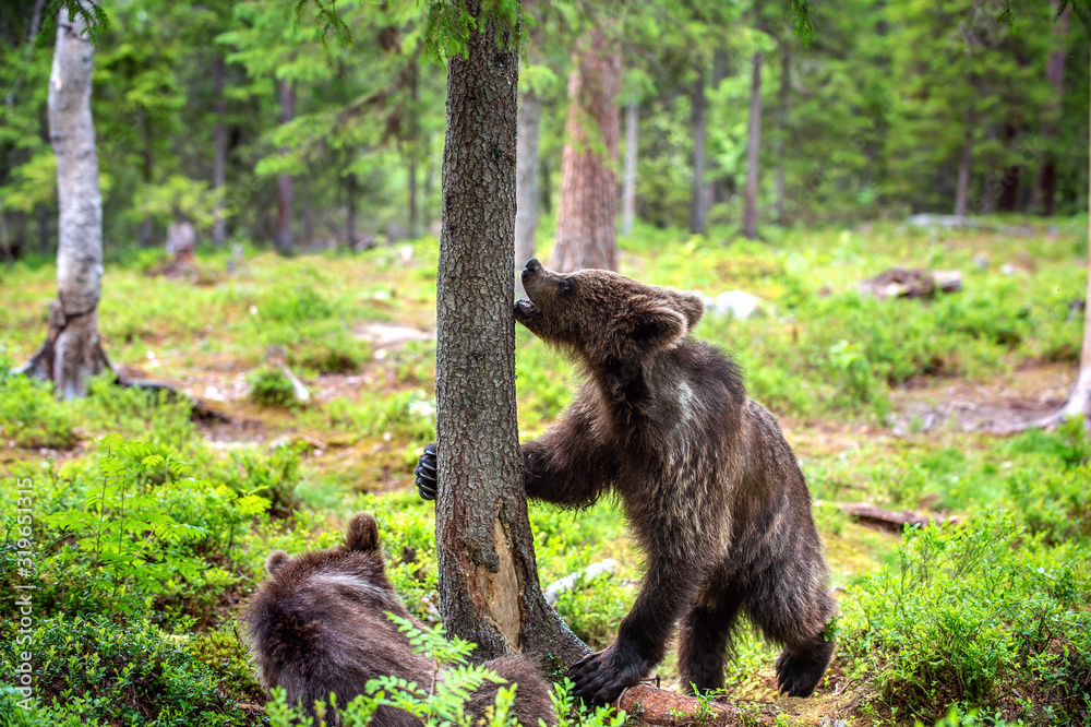 Bear Cub stands on its hind legs by a tree in a summer forest. Brown Bear, Scientific name: Ursus Arctos. Natural habitat, summer season.
