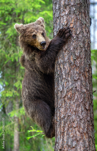 Brown bear cub climb on a pine tree. Green natural background. Natural habitat. Summer forest. Scientific name: Ursus arctos.