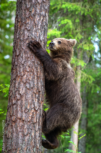 Brown bear cub climb on a pine tree. Green natural background. Natural habitat. Summer forest. Scientific name: Ursus arctos.