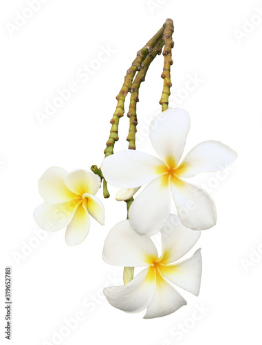 Closeup of frangipani (plum...