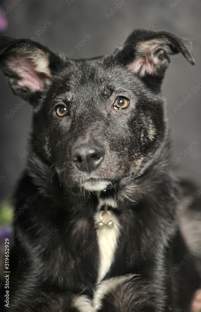 Fototapeta black mestizo dog on a dark background