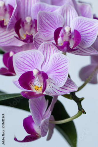 Fototapeta Naklejka Na Ścianę i Meble -  Small-flowered orchid phalaenopsis of a gentle lilac shade