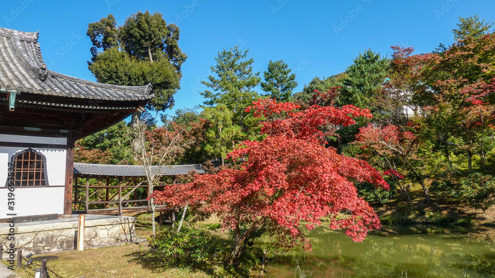 Autumn in Japan hunting for red leaves of maple tree Kioto Autumn in Japan hunting for red leaves of maple tree Kioto