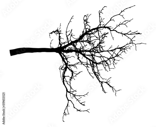 Chestnut branch tree silhouette. Bare branch. Vector illustration