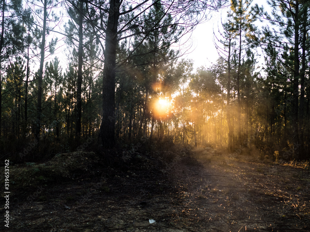 Fototapeta premium romantic misty morning in a forest