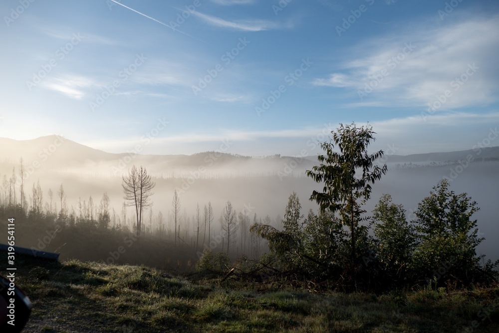 romantic misty morning in a forest