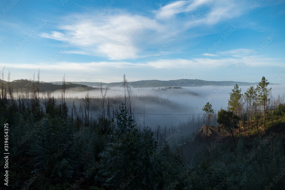 Obraz premium romantic misty morning in a forest