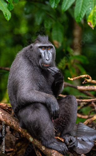 The Celebes crested macaque on the tree. Green natural background. Crested black macaque, Sulawesi crested macaque, or the black ape. Natural habitat. Sulawesi Island. Indonesia. © Uryadnikov Sergey
