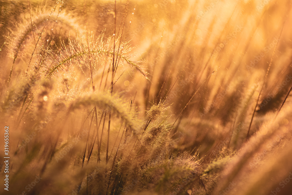 Fototapeta premium Beautiful flowers grass in nature background.