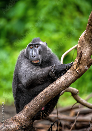 The Celebes crested macaque with open mouth. Green natural background. Crested black macaque  Sulawesi crested macaque  or the black ape. Natural habitat. Sulawesi Island. Indonesia.