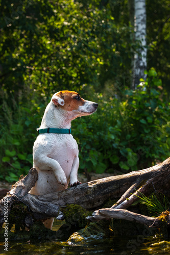 dog pet peeks out from behind an stump © EvgenyPyatkov