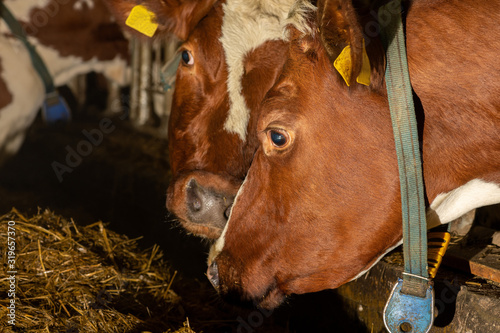 Milchkühe in Ihren Boxen im Stall, drücken Ihre Köpfe aneinander photo