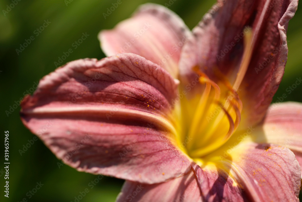 Blurred natural background. Texture of burgundy daylily petals. Burgundy daylily flower on green background. Close-up, cropped shot, horizontal. Concept of beauty of nature. Blurred natural background. Texture of burgundy daylily petals. Burgundy daylily flower on green background. Close-up, cropped shot, horizontal. Concept of beauty of nature.