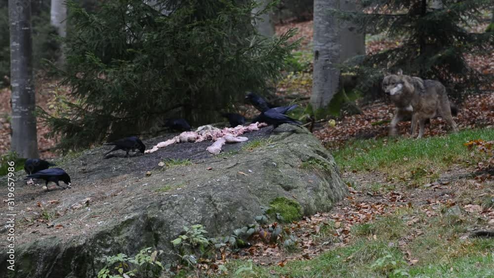 Carrion crows (Corvus corone) feeding on meat on rock, feeding place in forest for wolves Carrion crows (Corvus corone) feeding on meat on rock, feeding place in forest for wolves