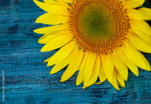 Blurry natural background. Yellow sunflower flower on the right on a blue wooden background. Sunflower flower texture. Close-up, cropped shot, horizontal, top view. Natural beauty.