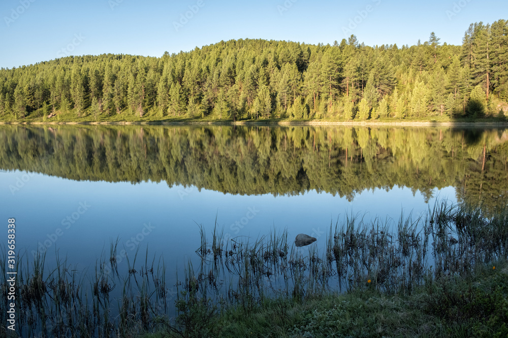 Obraz premium The shore of a mountain lake. The forest is reflected in the water. Dawn in the Altai Mountains.