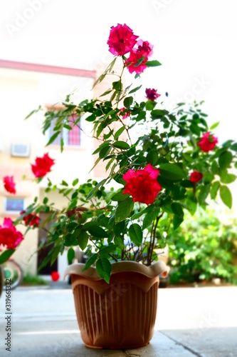 red flowers in a pot