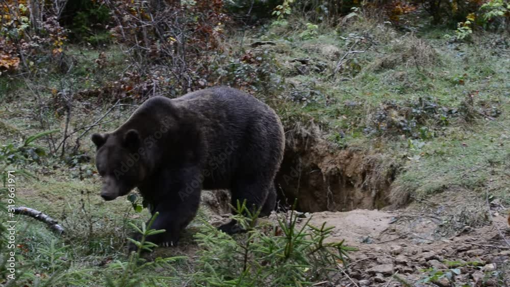 Brown bear (Ursus arctos arctos) walking away from entrance of winter den in spring Brown bear (Ursus arctos arctos) walking away from entrance of winter den in spring