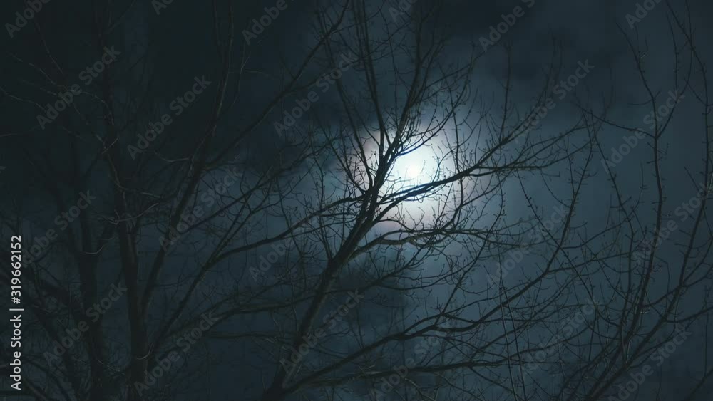 spooky moon and trees at night