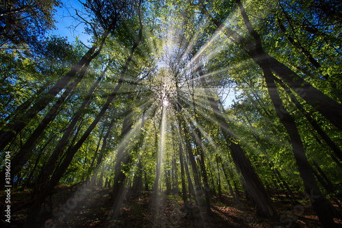 sun casting beautiful rays of light through the branches in the green forest
