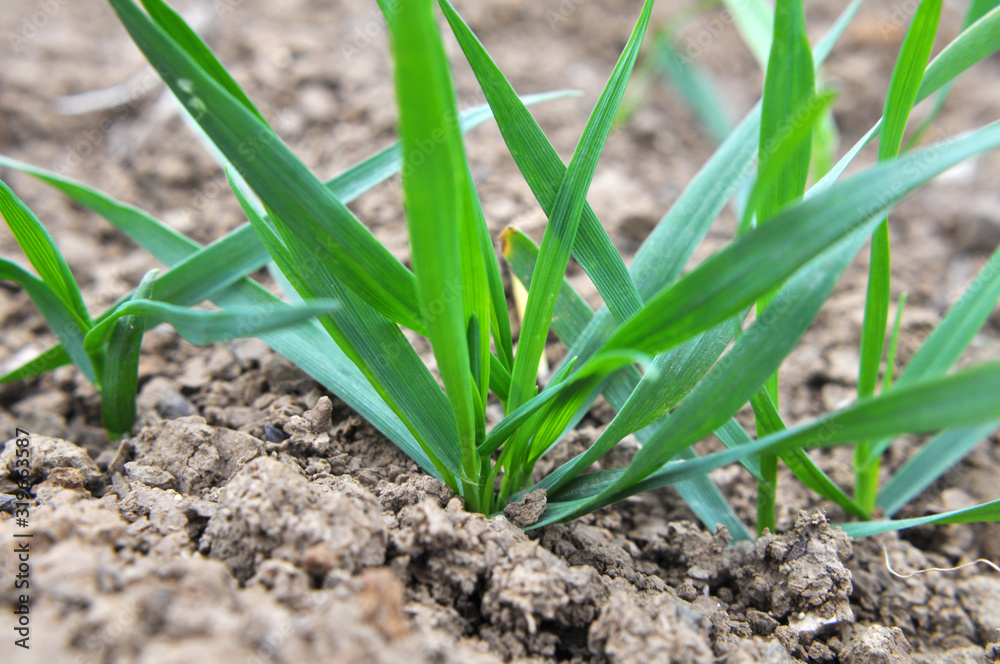Autumn shoots of winter wheat Autumn shoots of winter wheat