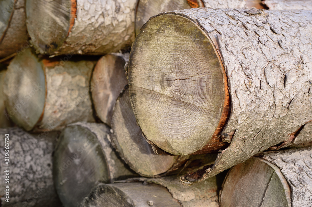 Close up and background of bright old weathered wooden trunks with bark lying across Close up and background of bright old weathered wooden trunks with bark lying across