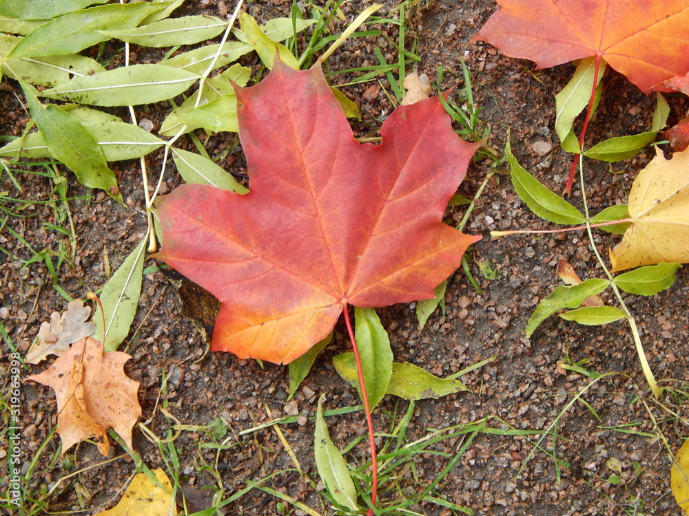 Bright multi-colored autumn maple leaves lie on the ground, close-up Bright multi-colored autumn maple leaves lie on the ground, close-up
