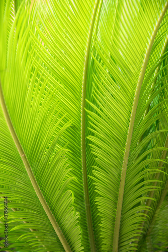 bright green palm leaf background