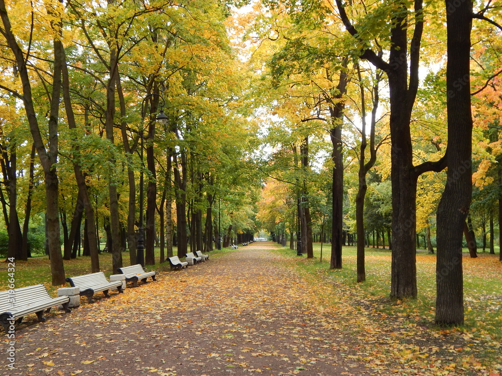 Empty alley with benches in a beautiful autumn park, no one