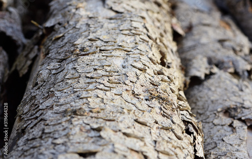 Close up and background of bright old weathered wooden trunks with bark lying across © leopictures